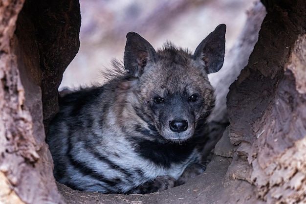 Striped hyena in the hollow of a tree