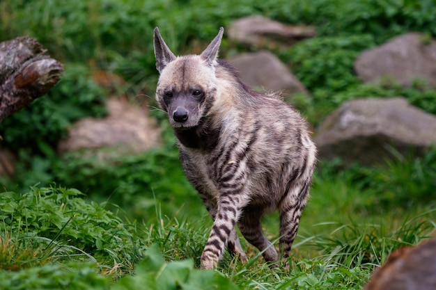 Striped hyena Hyaena hyaena sultana