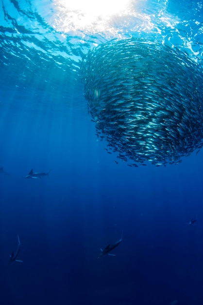 Striped marlin and sea lion hunting in sardine bait ball in pacific ocean