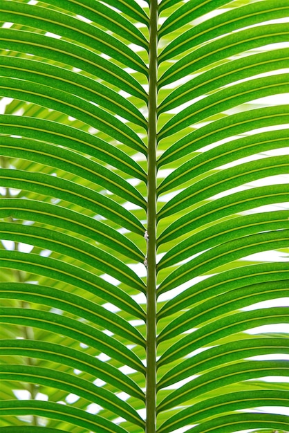 Striped of palm leaf abstract tropical green texture background vintage tone