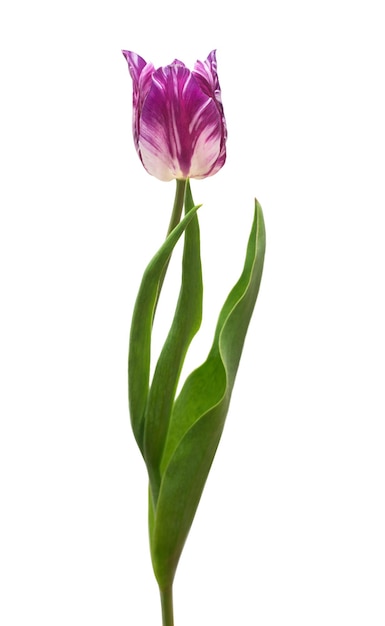 Striped purple tulip isolated on white background. Beautiful flower. Flat lay, top view