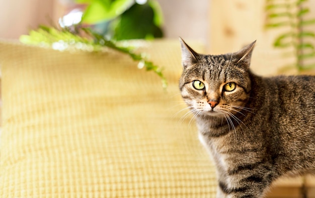 Striped tabby beige domestic cat with green eyes in home room against yellow pillow and home plants