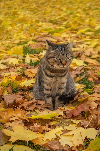 Striped tabby cat in autumn park watches the fall of leaves Cat enjoying the magic of autumn day