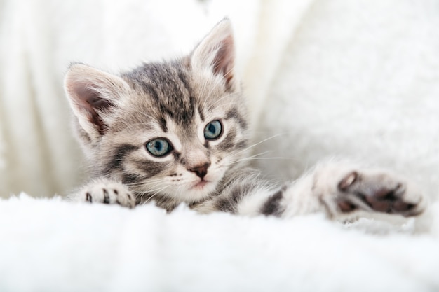 Striped tabby Kitten. Portrait of beautiful fluffy gray kitten playing. Cat, animal baby, kitten with big eyes sits on white plaid.