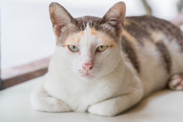 Striped with white a cat