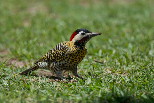 Striped Woodpecker on the Grass