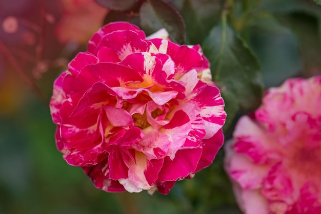 Striped yellow and red hybrid tea rose Claude Monet Claude Monet roses