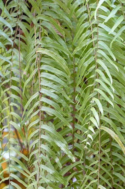 Stripes bright green foliage