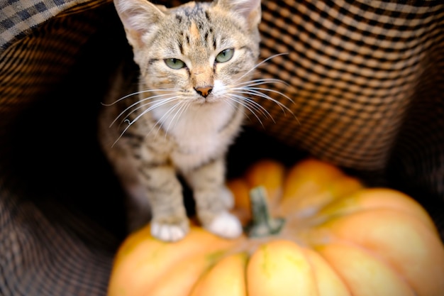 Stripped grey and red cat near ripe orange ginger beautiful pumpkin for thanksgiving day and