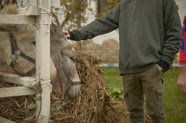 Stroking a donkey on the fence in a breeding