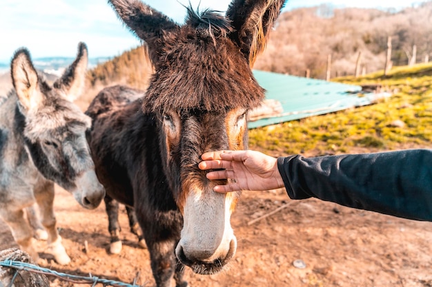 Stroking donkeys from Mount Adarra in Guipuzcoa Basque Country