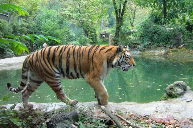 Strolling Along the Bengal Tigers Canal