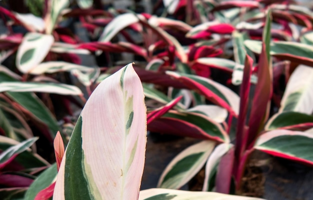 Stromanthe triostar leaf Tropical foliage