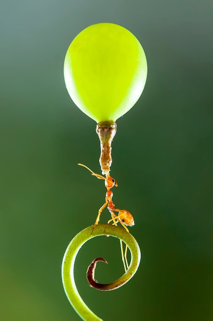 Strong Ants, Red Ants Macro Photography