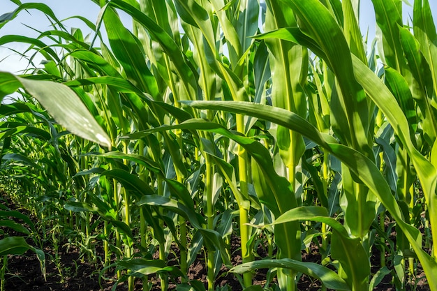 Photo strong, even corn plants on the field, in the phase of the formation of the rock