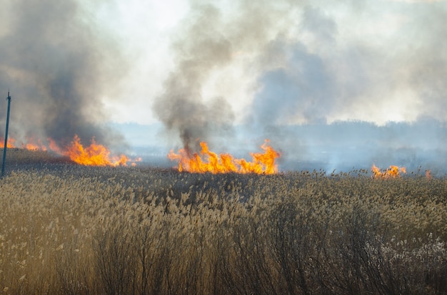 Strong fire and smoke, grass and reeds in flames.Black smoke.