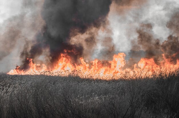 Strong fire and smoke, grass and reeds in flames.Black smoke.