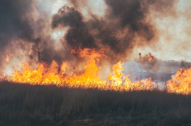 Strong fire and smoke, grass and reeds in flames.Black smoke.