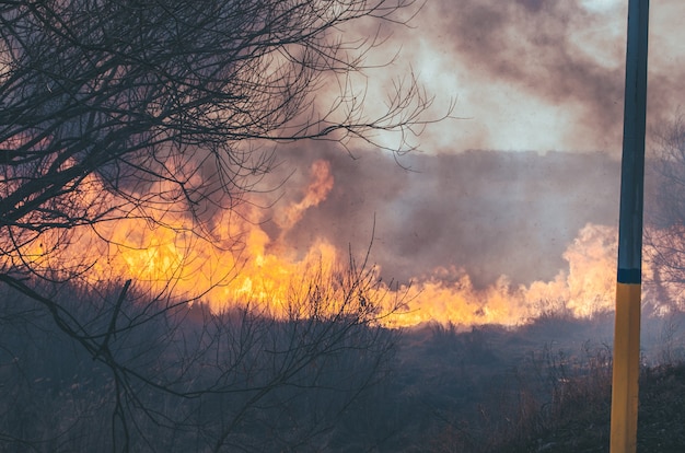 Strong fire and smoke, grass and reeds in flames.Black smoke.