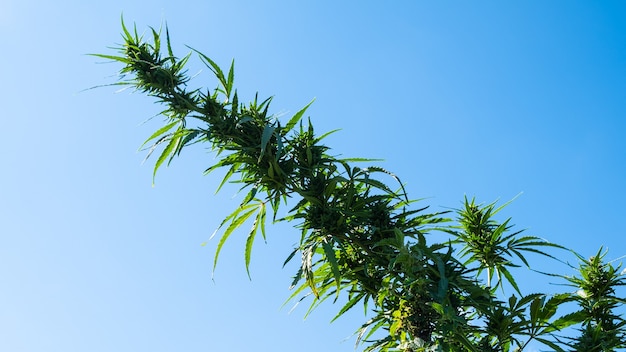 Strong a fluffy dense mature cannabis bud growing in the open field against the background of the sky