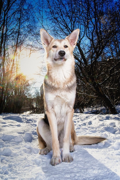 Strong healthy mongrel dog portrait in winter forest