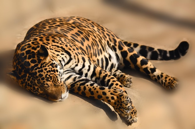 A strong and powerful jaguar resting after a hunt and a delicious breakfast