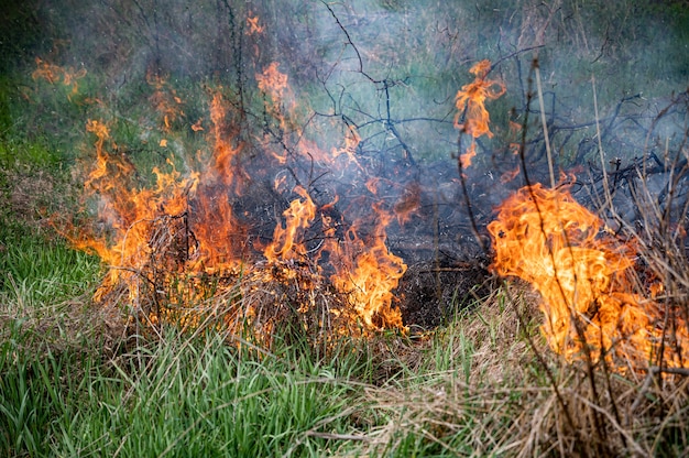 Strong smoke from fire. Cleaning fields of reeds, dry grass