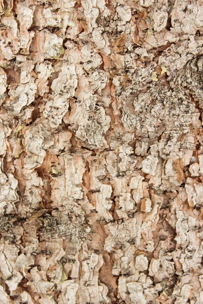 Structure bark of spruce close-up as surface