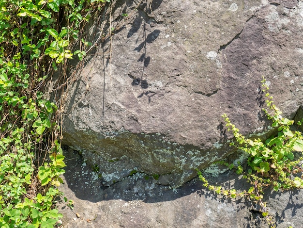 Structure of black stone Solid natural material Hillside Plants and mosses on the stone