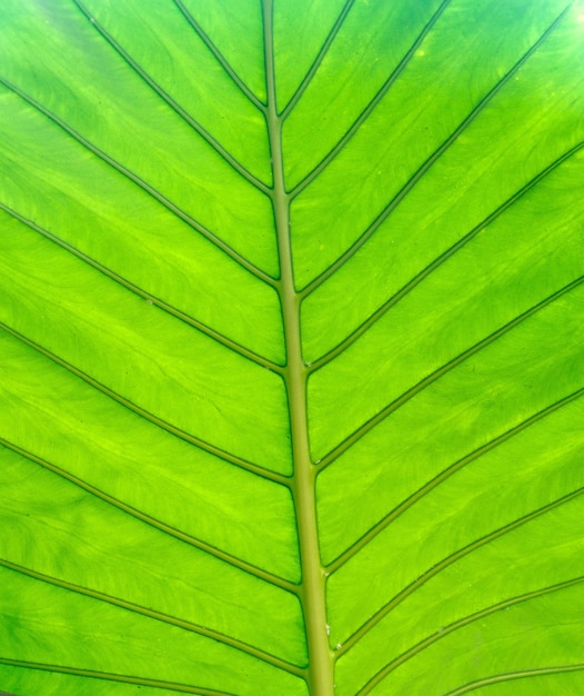 Structure of leaf natural background