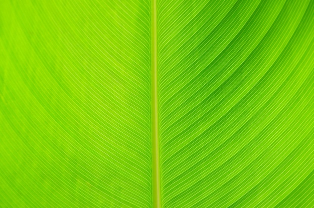 Structure of leaf natural background