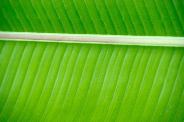 Structure of leaf natural background