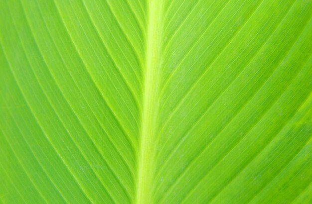 Structure of leaf