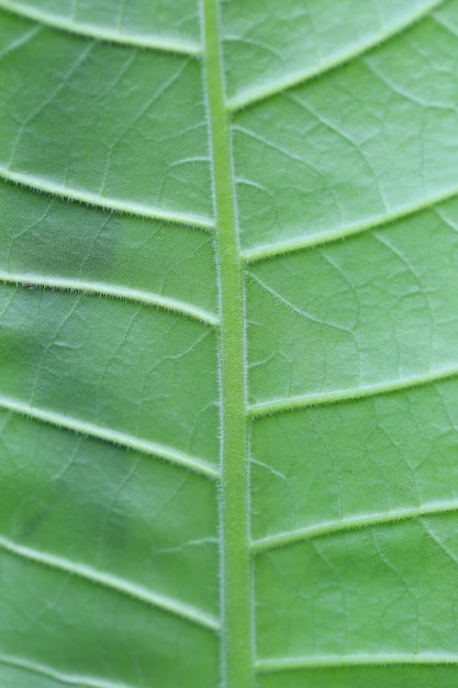 Structure of the leaves leaf pattern background