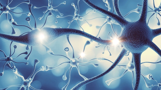 Structure of neural Human Nervous System of the human brain