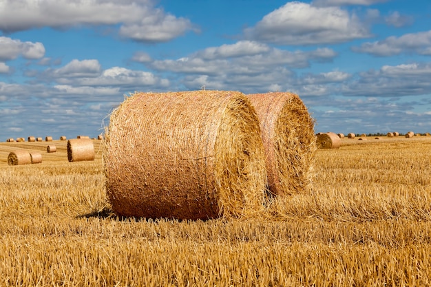 Stubble from rye on a rural field