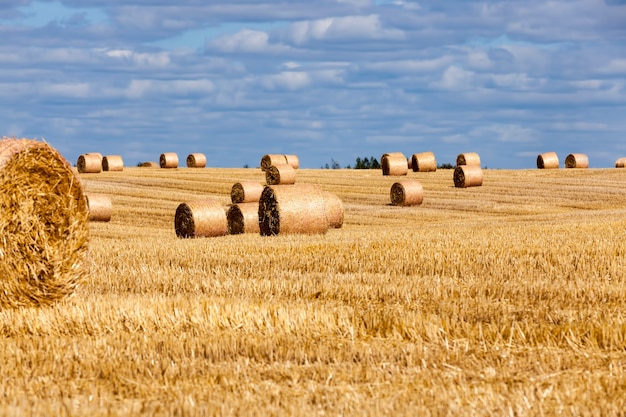 Stubble from wheat on a rural field