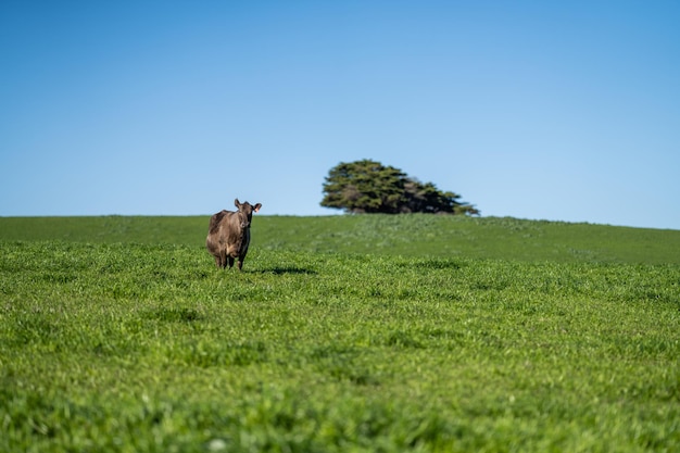 Stud Angus wagyu Murray grey Dairy and beef Cows and Bulls grazing on grass and pasture in a field The animals are organic and free range being grown on an agricultural farm in Australia