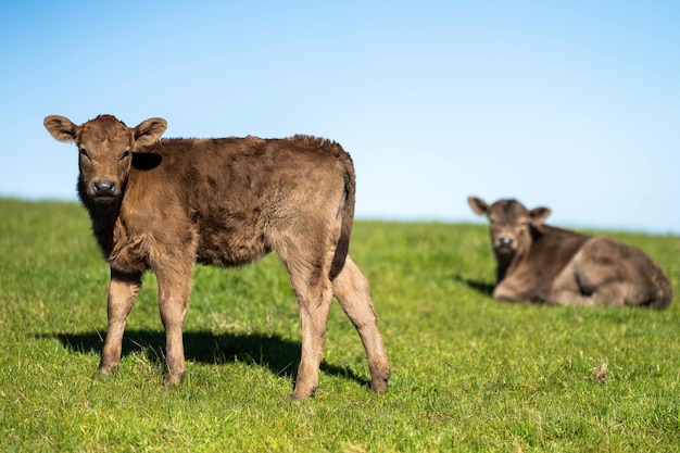 Stud Angus wagyu Murray grey Dairy and beef Cows and Bulls grazing on grass and pasture in a field The animals are organic and free range being grown on an agricultural farm in Australia