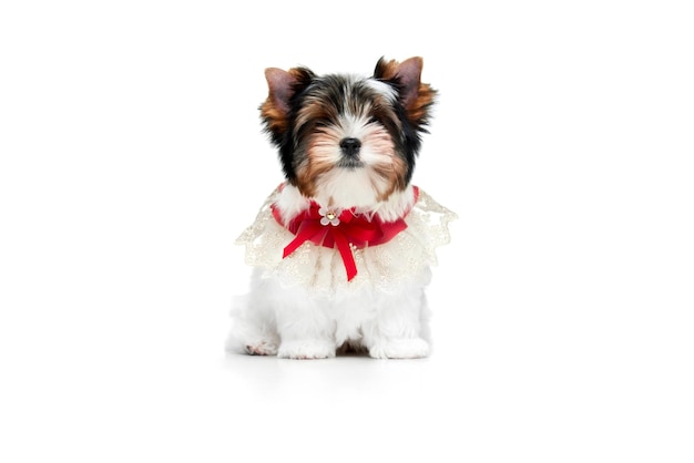 Studio image of cute little biewer yorkshire terrier dog puppy posing in red bow over white