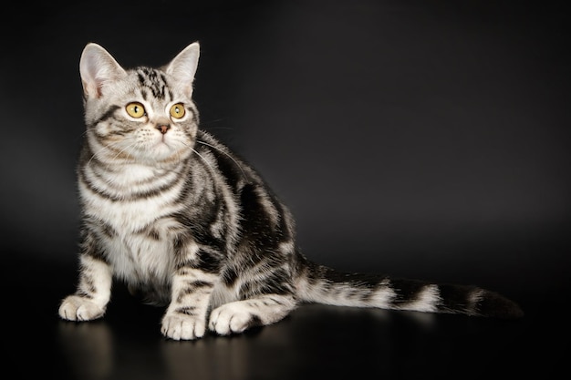 Studio photography of an American shorthair cat on colored backgrounds