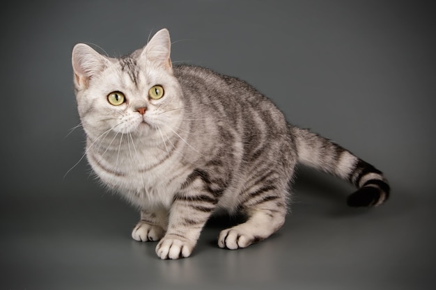 Studio photography of an American shorthair cat on colored backgrounds