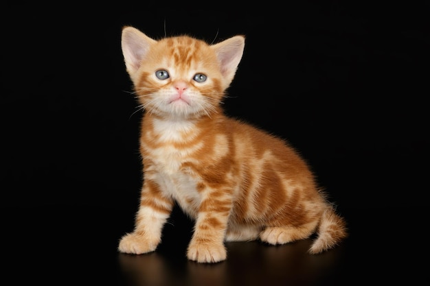 Studio photography of an American shorthair cat on colored backgrounds