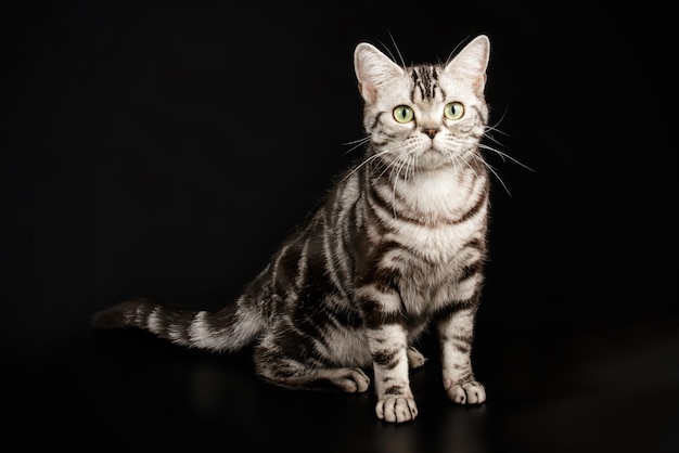 Studio photography of an American shorthair cat on colored backgrounds