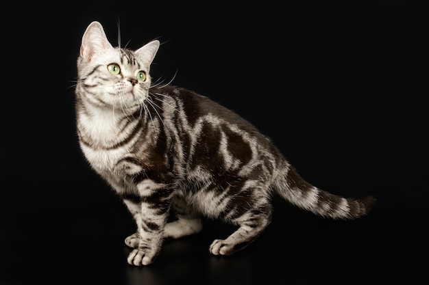 Studio photography of an American shorthair cat on colored backgrounds