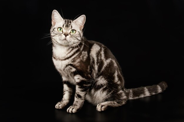 Studio photography of an American shorthair cat on colored backgrounds