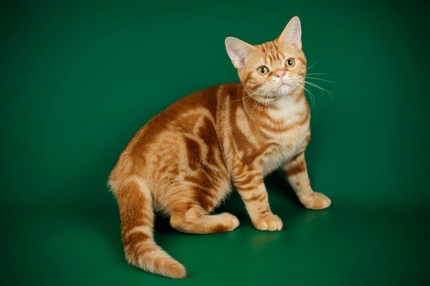 Studio photography of an American shorthair cat on colored backgrounds