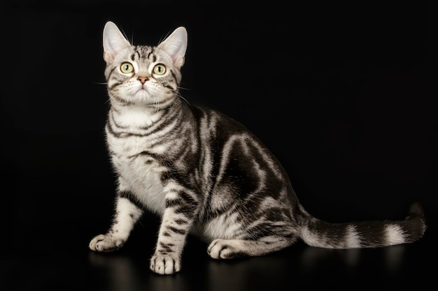 Studio photography of an American shorthair cat on colored backgrounds