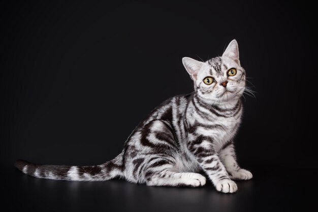 Studio photography of an American shorthair cat on colored backgrounds