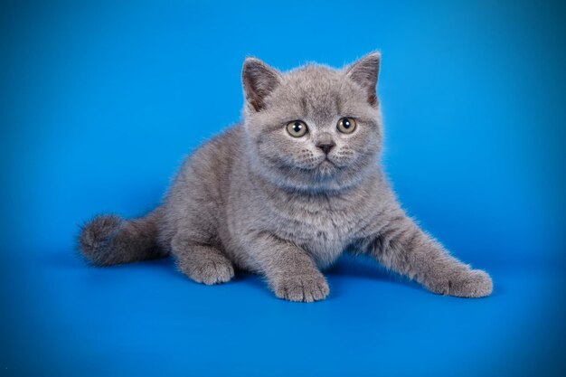 Photo studio photography of a british shorthair cat on colored backgrounds